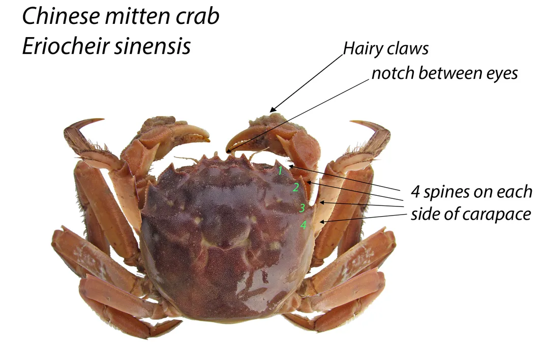 Crab with words against white background
