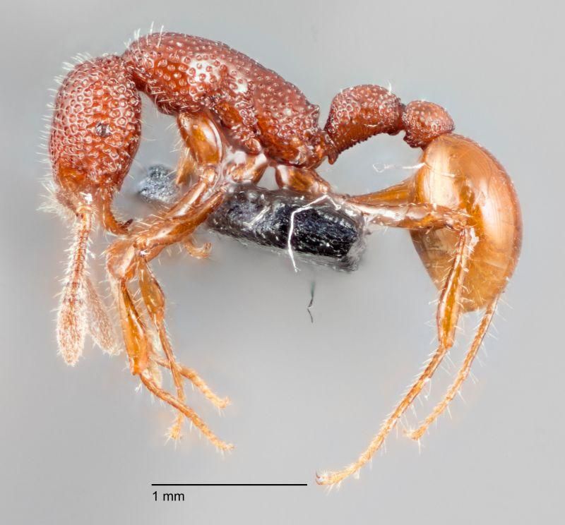 T. Rex Ant