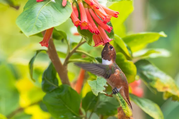 Allen's Hummingbird thumbnail