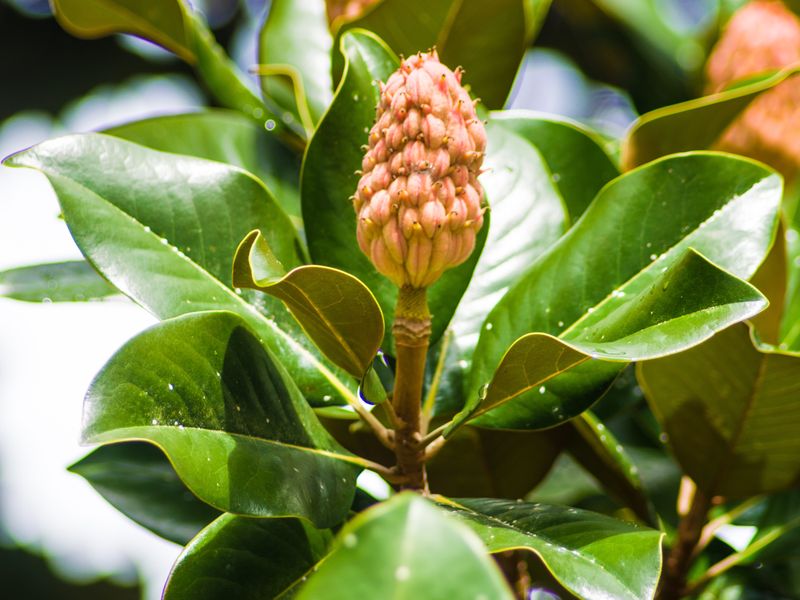 Close up of a magnolia Tree bud Smithsonian Photo Contest