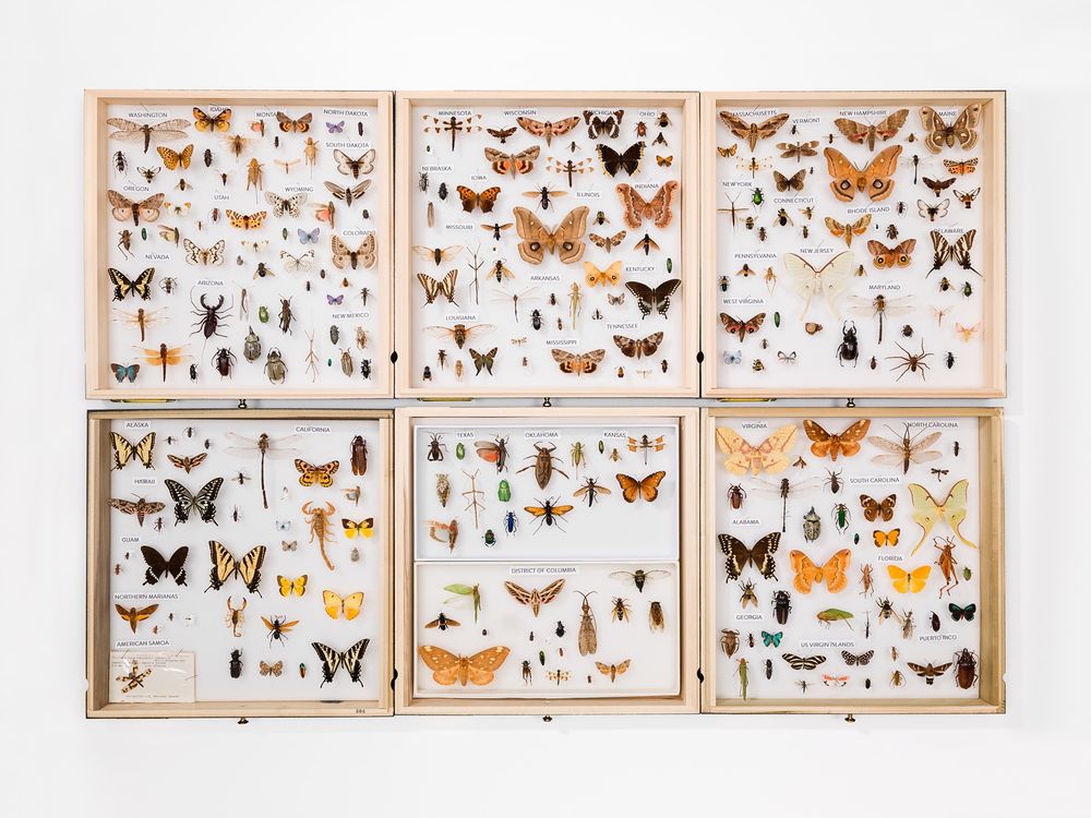 Butterflies.jpg