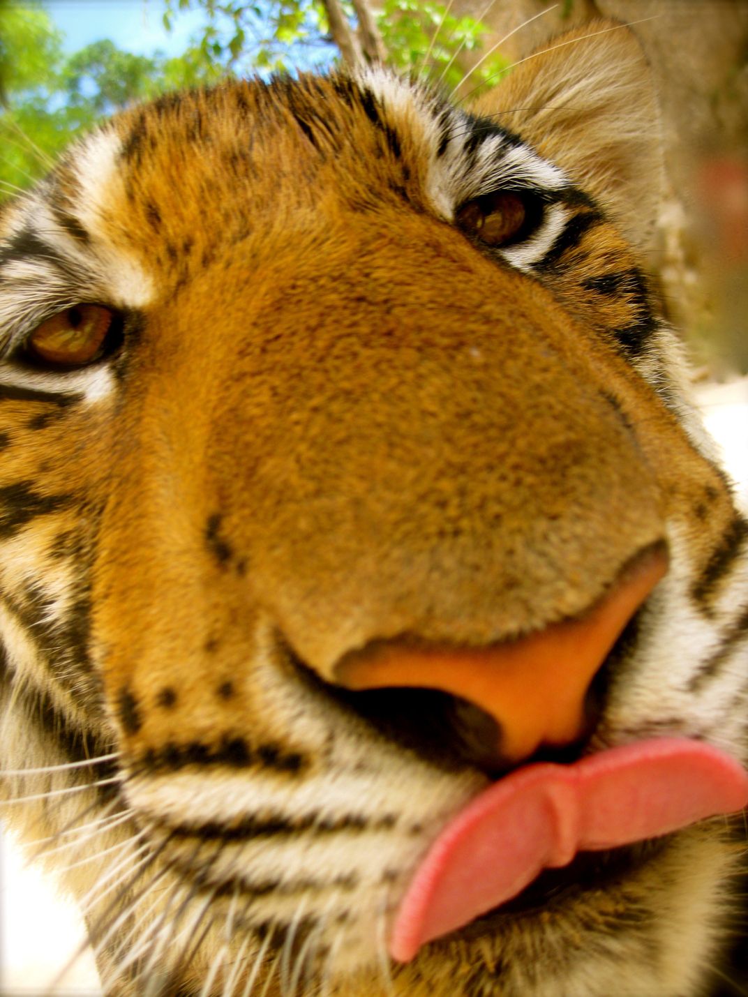 visit tigers in thailand