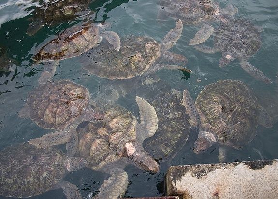 A sea turtle farm in Gran Cayman