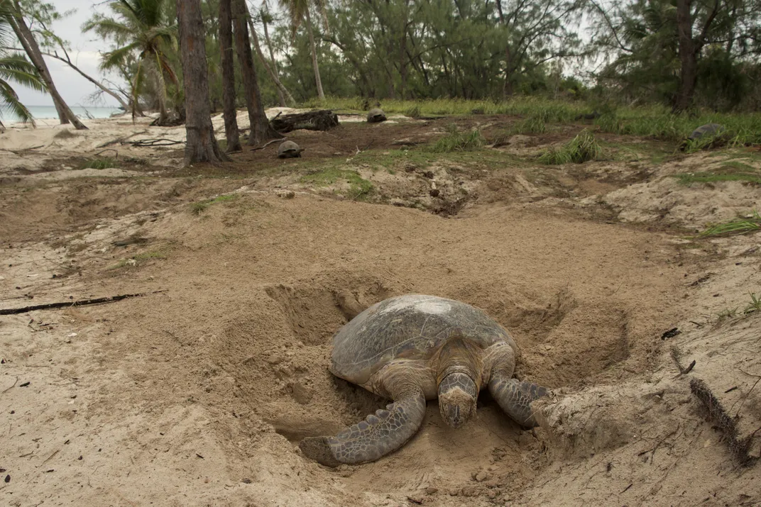 a green sea turtle in a depression in the sand