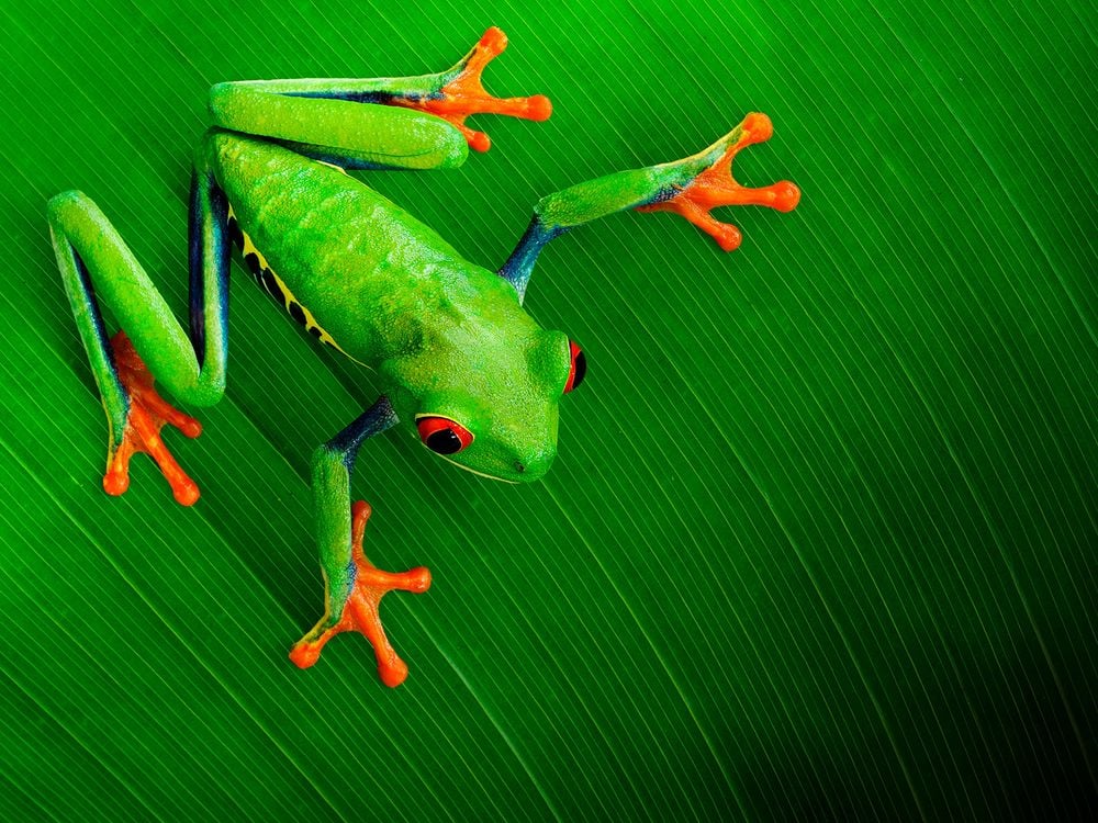 Red-Eyed Treefrog