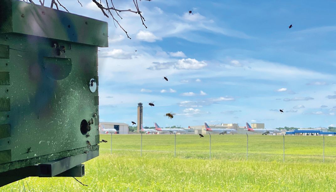 bees at Pittsburgh International Airport