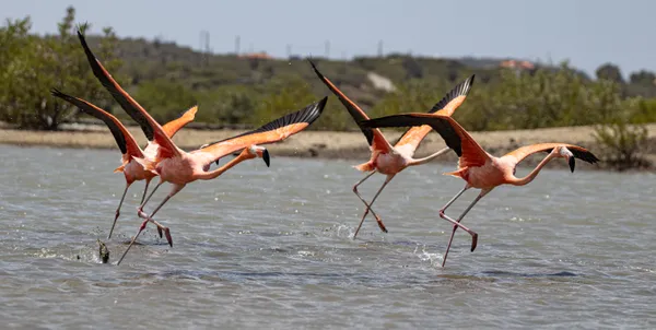 Flights of Fancy thumbnail