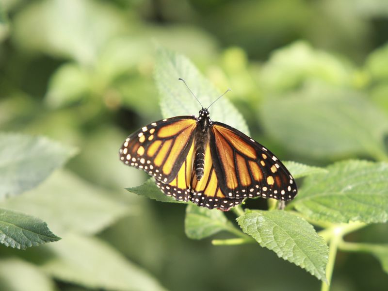 Bronx Zoo new york,butterfly exhibit Smithsonian Photo Contest