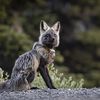 Cascade Red Foxes Are Notoriously Reclusive. So How Did This Photographer Capture These Stunning Images of the Endangered Species? icon