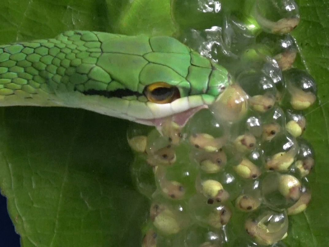 Parrot Snake Eating Treefrog Eggs