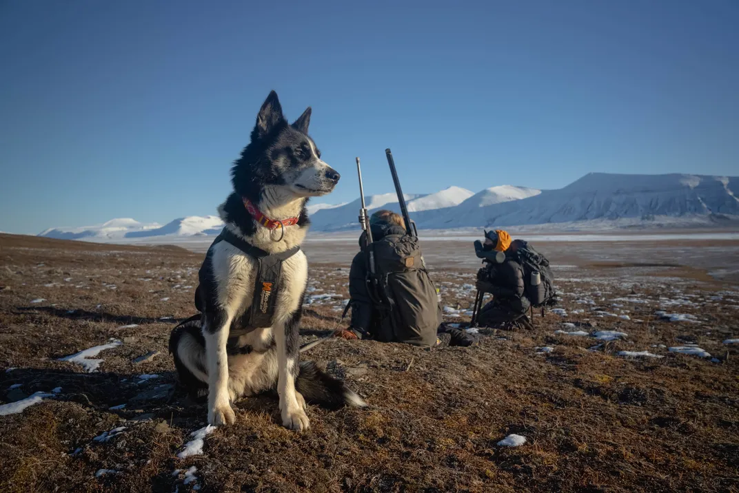 Thando the dog keeps watch as researchers scan the distance for reindeer.