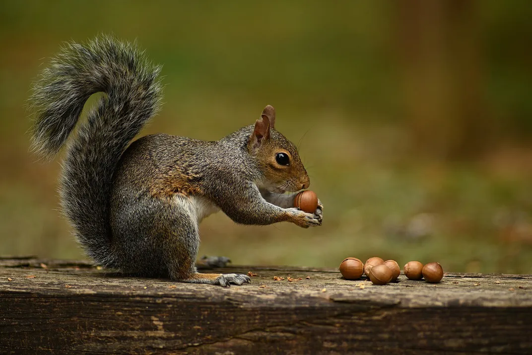 An Eastern Gray Squirrel handling acorns