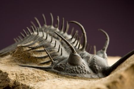 A diverse array of trilobites ruled the seas for almost 300 million years, until they vanished at the end of the Permian period.