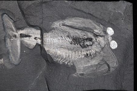 This is Odaraia alata, an arthropod resembling a submarine from the middle Cambrian Burgess Shale.