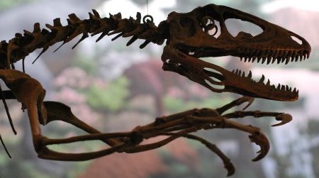The reconstructed skeleton of a Deinonychus, representing the modern image of dinosaurs, in front of Rudolph Zallinger's 'Age of Reptiles' mural in Yale's Peabody Museum of Natural History.