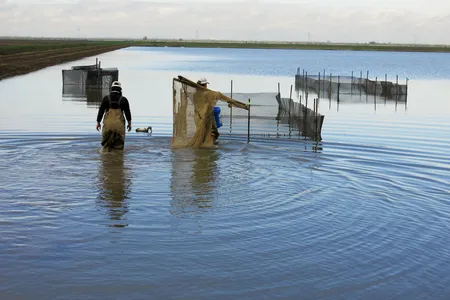 Workers with the Nigiri Project head out to test pens in the flooded rice fields near Sacramento.