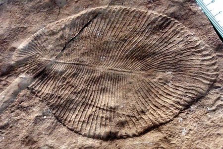 Researchers first discovered Dickinsonia fossils back in 1946.