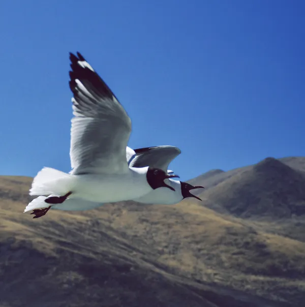 Flying birds in the sky thumbnail