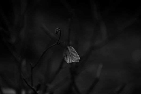 Final days of a leaf. thumbnail