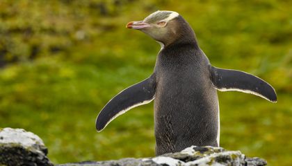 How Scientists&rsquo; Tender Loving Care Could Save This Endangered Penguin Species