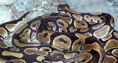 Boa constrictors (courtesy of flickr user Nicovangelion)