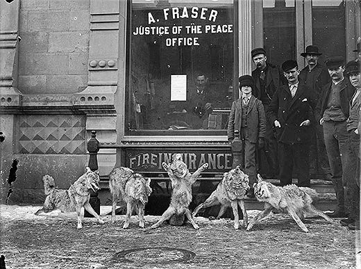 Coyote carcasses posed in front of A Frasers office