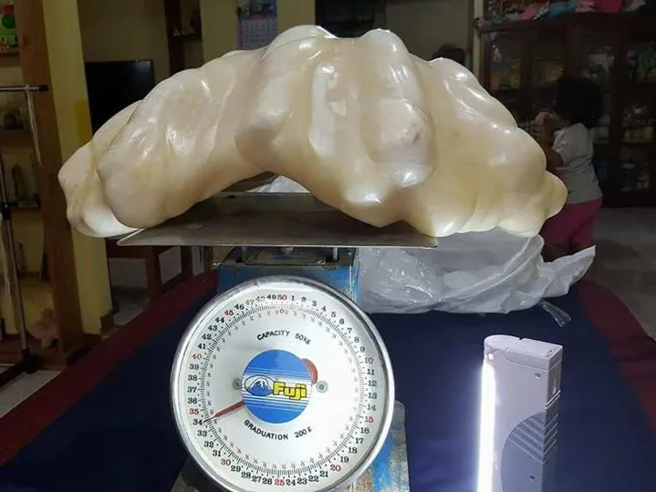 Giant pearl is weighed