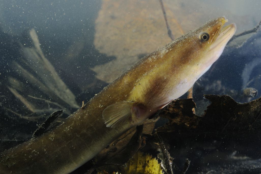 eel