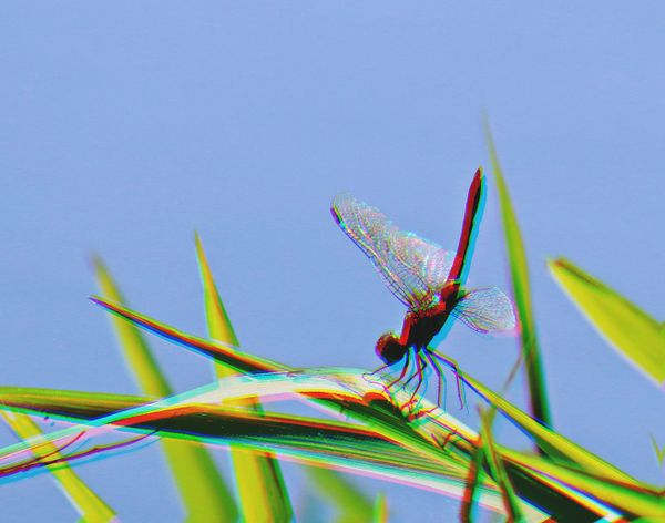 A psychedelic dragonfly on a hot summer day thumbnail