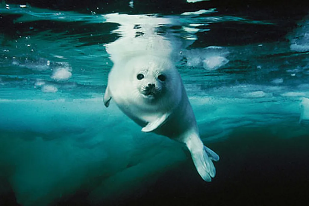 planet-ocean-skerry-harp-seal-631.jpg