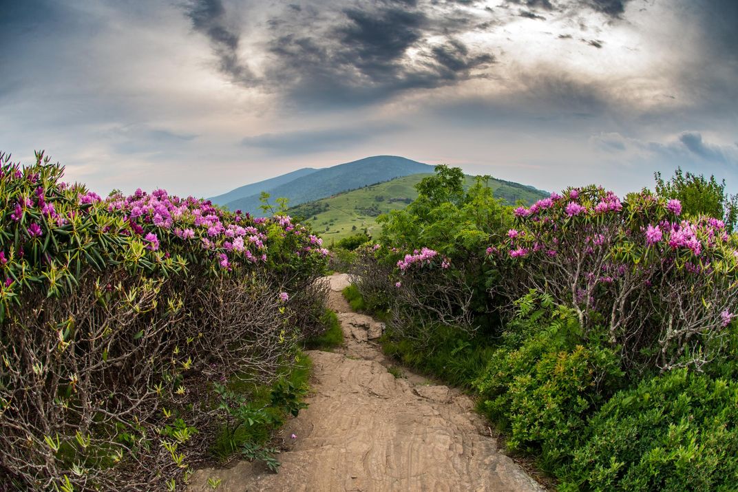 Appalachian Trail Descends Jane Bald Through Rhododendron