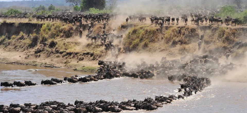  Wildebeest crossing the river in the Serengeti 