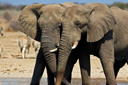 At Namibia's Etosha National Park, male elephants form long-term friendships.