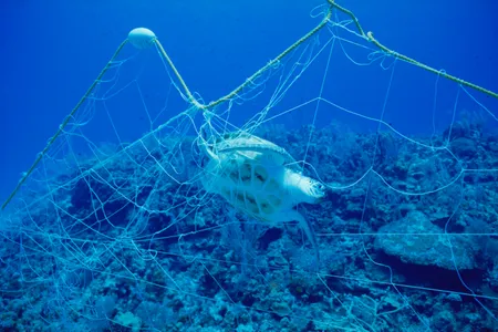 Bycatch is a major problem in fisheries, resulting in the deaths of countless endangered animals. New dynamic software helps fishermen avoid this harmful phenomenon.