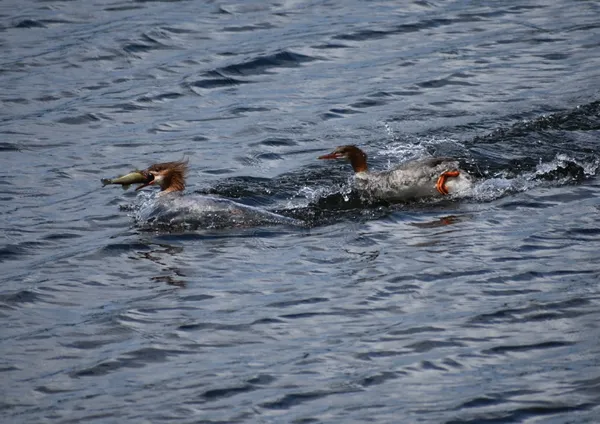 Merganser Catching a Fish thumbnail