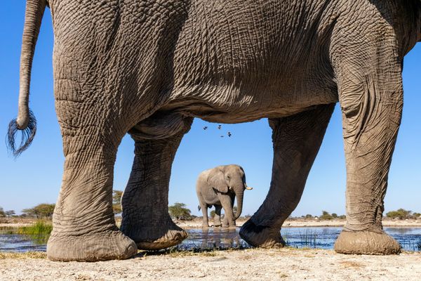 African Elephants at waterhole - Onguma Nature Reserve, Namibia thumbnail