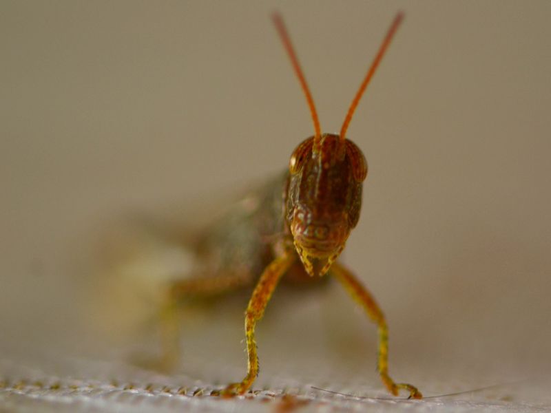 Cricket poses for the photographer. | Smithsonian Photo Contest ...