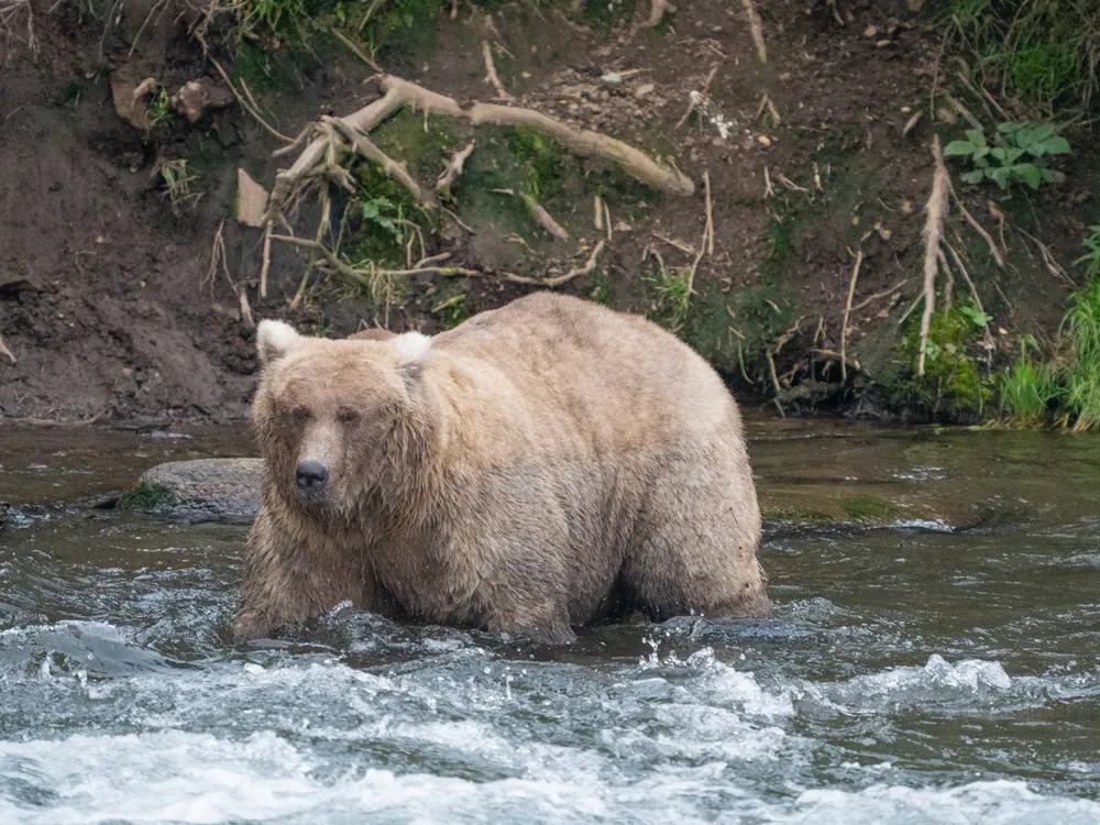 A fat bear