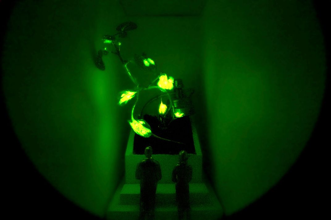 These Glowing Plants Could One Day Light Our Homes