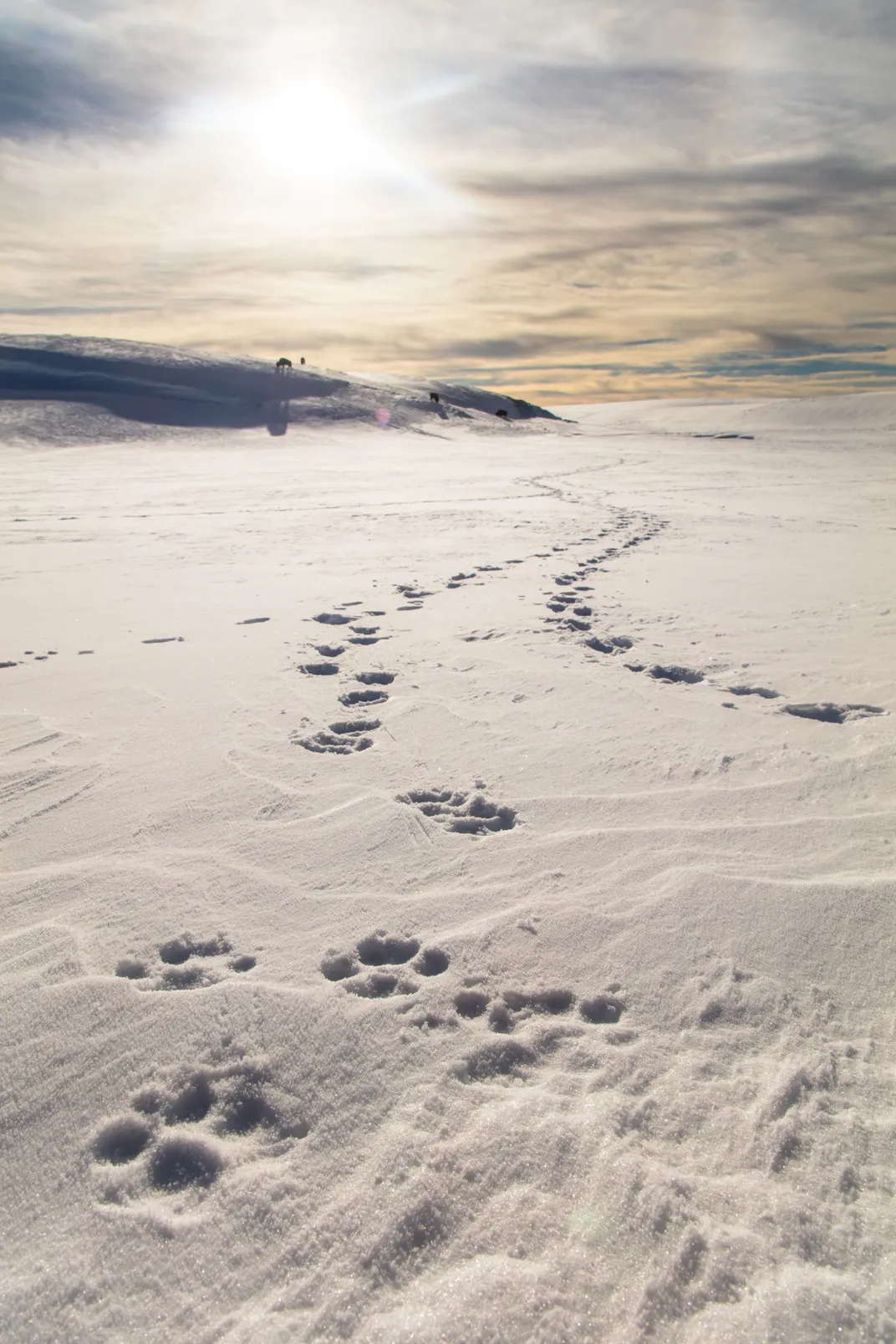 wolf paw prints form a line in snow toward the sunset