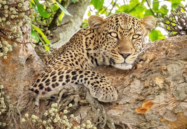 A large Leopard rests in a fig tree in Masai Mara, Kenya. thumbnail