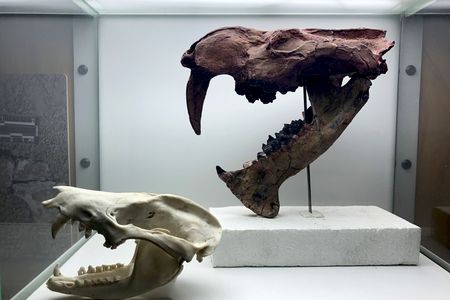 Image 02_Opossum & sabretooth marsupial skulls_by Javier Luque.jpg