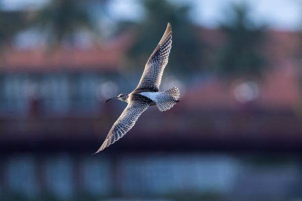 Curlew Over the Coast thumbnail