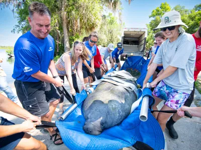 A SeaWorld team prepares to release a rescued manatee.