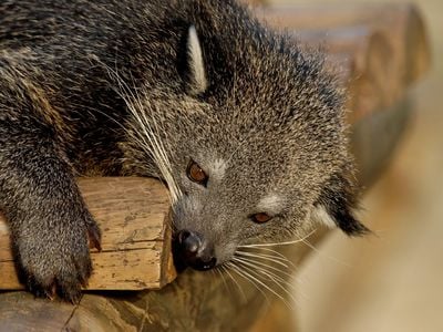From the air samples, the research team was able to identify 17 species of animals that lived within the zoo enclosures or roamed around it, such as deer and hedgehogs. Pictured here is a binturong (Arctictis binturong) and was one of the mammals detected using this method. 

