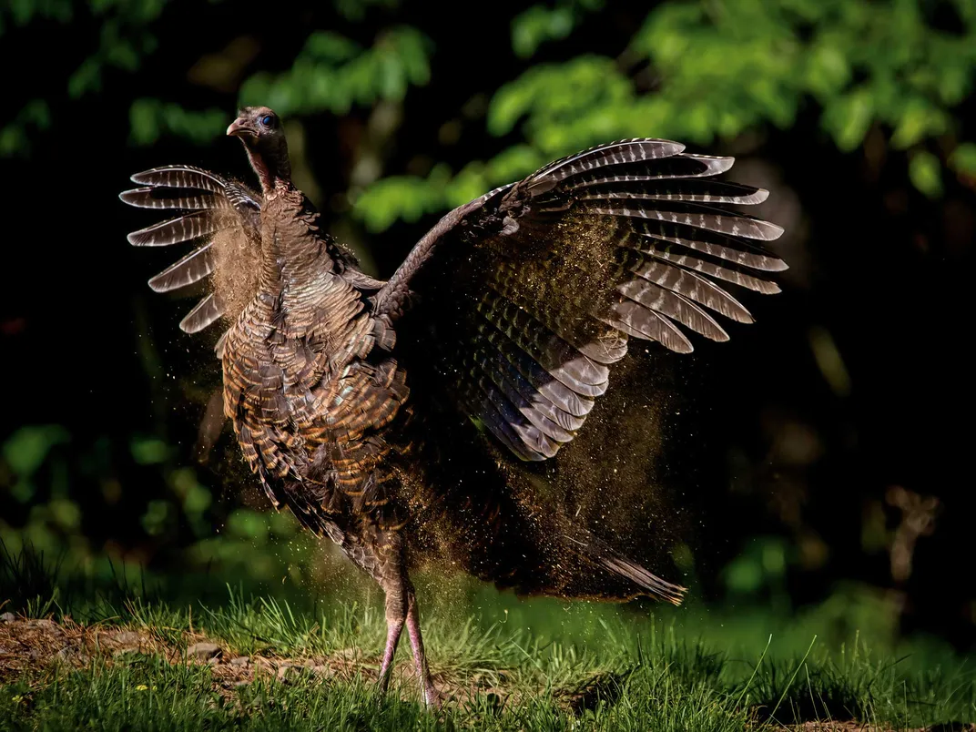 Turkey Displaying Wings