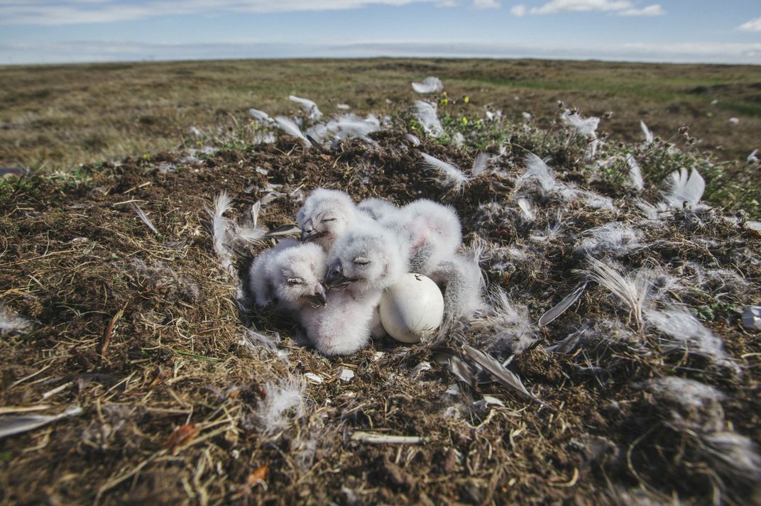 Snowy owlets