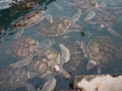 A sea turtle farm in Gran Cayman