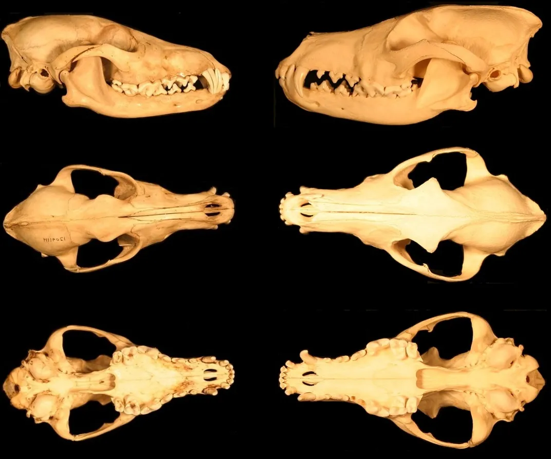 comparison of skulls of western and eastern coyotes, each shown from three angles—side, above and below