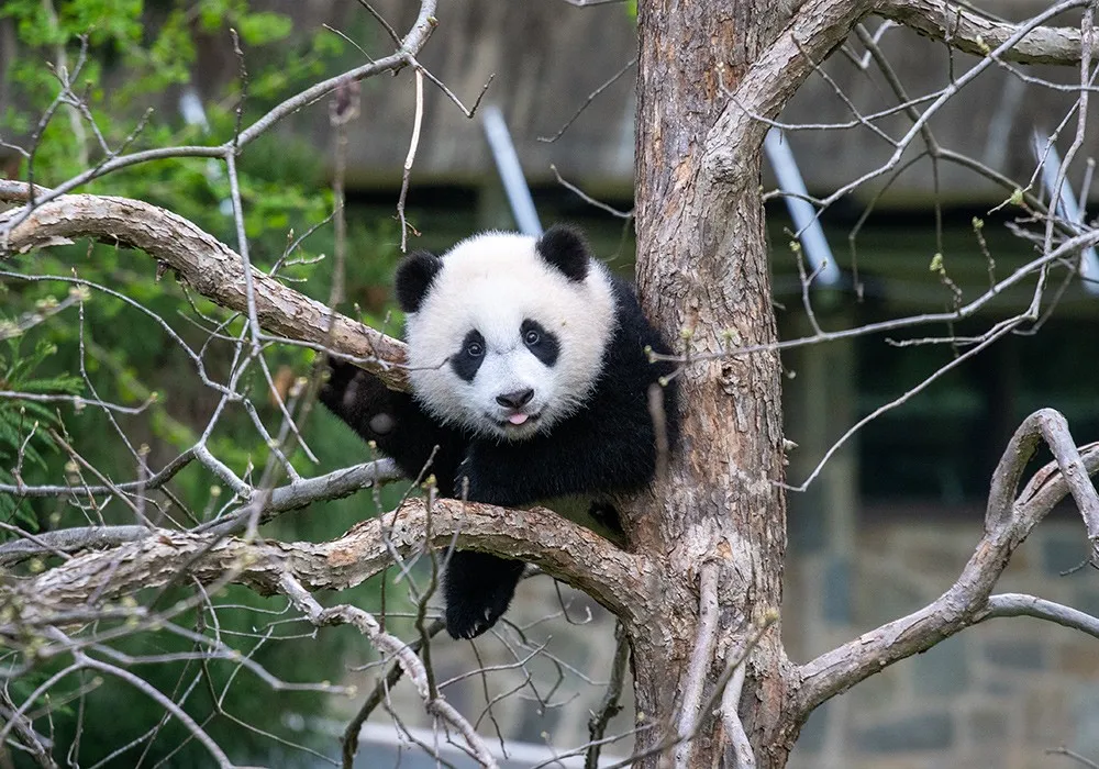 Giant panda cub Xiao Qi Ji in a tree with his tongue sticking out